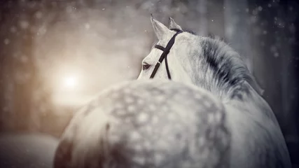 Gordijnen Gray sports horse in the winter © Azaliya (Elya Vatel)