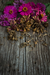 fresh and dry zinnia flowers