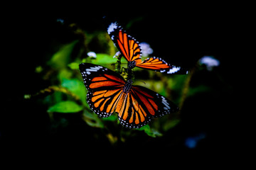 Monarch Butterfly Duo - Schmetterling Duo