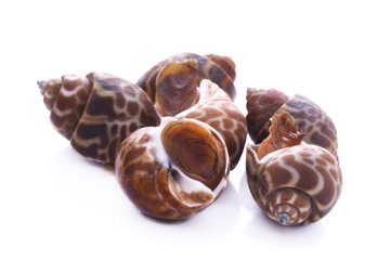 The spotted babylon isolated on white background