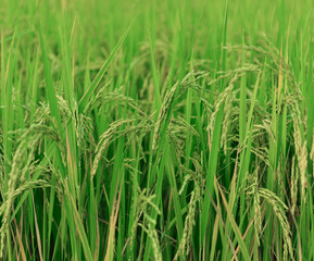 Rice Crop