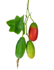 colorful fruits of Ivy Gourd or Coccinia grandis