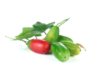 colorful fruits of Ivy Gourd or Coccinia grandis