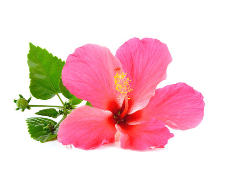 Pink hibiscus isolated on white background