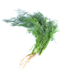 Fresh Dill isolated on white background