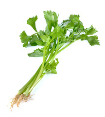 Celery on White Background
