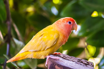 Colorful yellow parrot on stump in the jungle