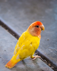 Colorful yellow parrot