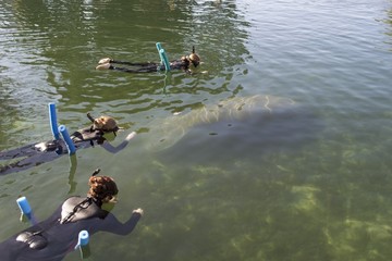 Three snorkellers watching a manatee