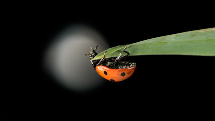 Little ladybug climbing downside a leave