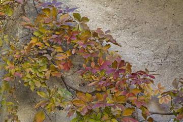 Weinstock im Herbst