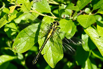 Ophiogomphus cecilia. Dragonfly on the green leave