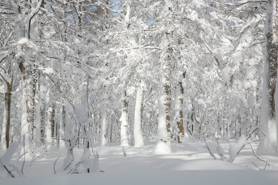 Winter scene in Hakkodasan, Japan