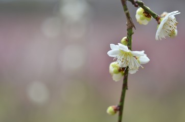 春の風景　白色の梅の花
