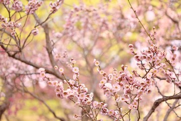 春の風景　桃色の梅の花
