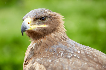 close up Falcon bird