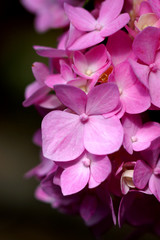 Fototapeta premium pink hydrangea flower close up
