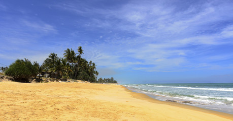 Coconut palm on the beauty beach at Rantau Abang, Terengganu, Malaysia