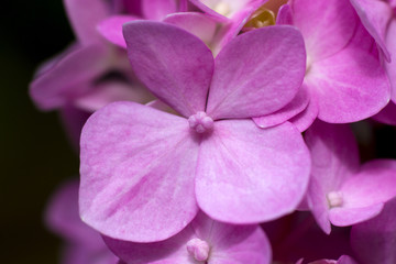 Fototapeta na wymiar pink hydrangea flower close up