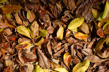 Dry leaves.
