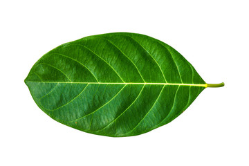 Front of Jackfruit leaves on white background.