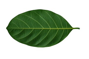 The back of Jackfruit leaves on white background.