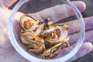 Dried pear chips