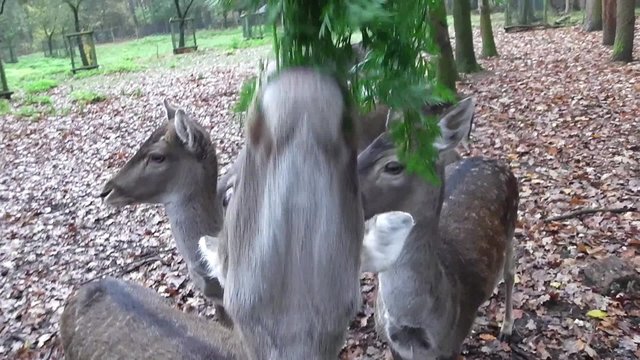 weibliches Damwild wird gef&uuml;ttert mit Gr&uuml;nzeug