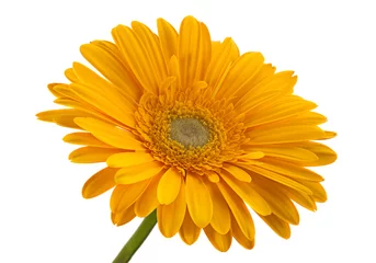 Photo sur Plexiglas Gerbera Tête de fleur de gerbera jaune