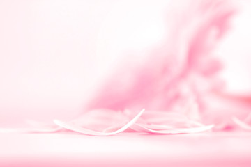 close up pink petal Gerbera flower for sweet and romance moment