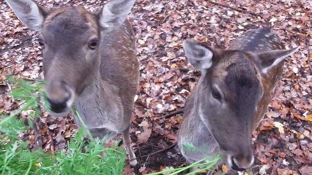 weibliches Damwild wird gef&uuml;ttert mit Gr&uuml;nzeug