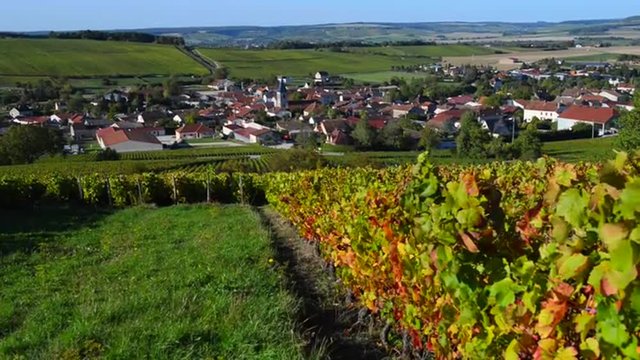 Champagne vineyards in the Cote des Bar area of the Aube department near to Baroville, Champagne-Ardennes, France, Europe