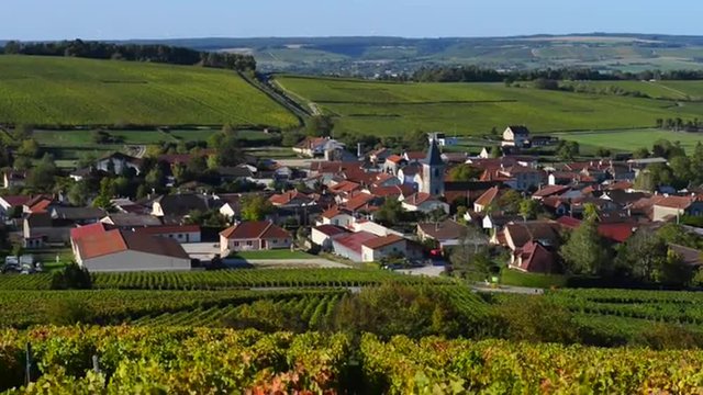 Champagne vineyards in the Cote des Bar area of the Aube department near to Baroville, Champagne-Ardennes, France, Europe