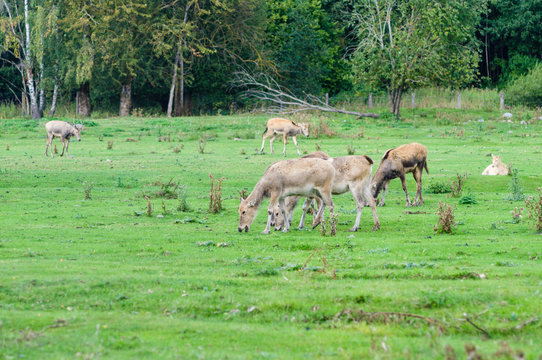Pere David's deer (Elaphurus davidianus), also known as the milu