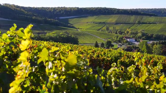 Champagne vineyards in the Cote des Bar area of the Aube department near to Baroville, Champagne-Ardennes, France, Europe