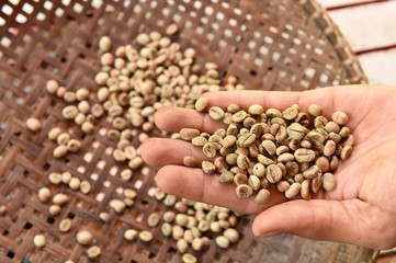 Green coffee beans in hand.