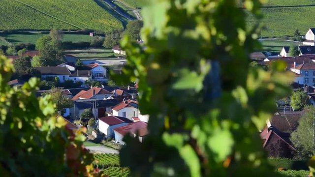 Champagne vineyards in the Cote des Bar area of the Aube department near to Baroville, Champagne-Ardennes, France, Europe