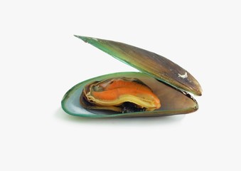 boiled mussel on white background