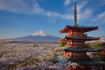 Mountain Fuji and red pagoda in cherry blossom sakura season