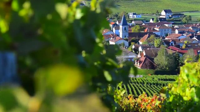 Champagne vineyards in the Cote des Bar area of the Aube department near to Baroville, Champagne-Ardennes, France, Europe