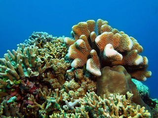 Stone coral, Island Bali