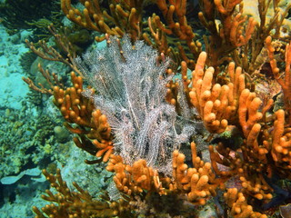 Crinoid, Island Bali