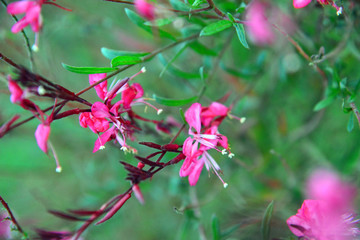 Green and fuschia plants