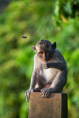 Macaque sitting on stones in the temple. Indonesia. The island of Bali. An excellent illustration.