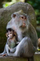 Macaque with a baby. Indonesia. The island of Bali. An excellent illustration.
