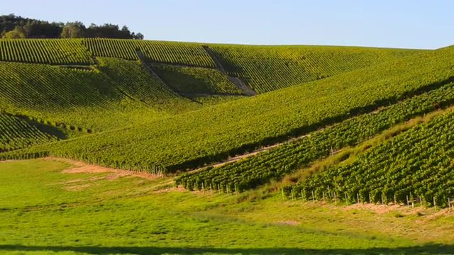 Champagne vineyards in the Cote des Bar area of the Aube department near to Les Riceys, Champagne-Ardennes, France, Europe