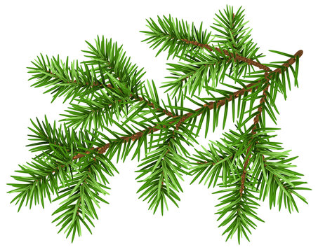 Pine tree branch. Green fluffy pine branch