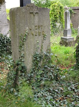 broken old tombstone on the jewish cemetery covered with viny ivy