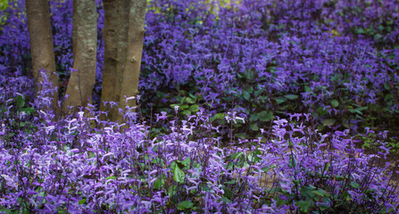 Obraz premium flower garden