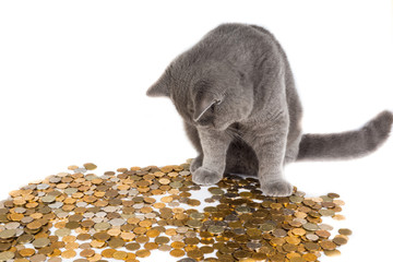 Кот с деньгами - obrazy, fototapety, plakaty